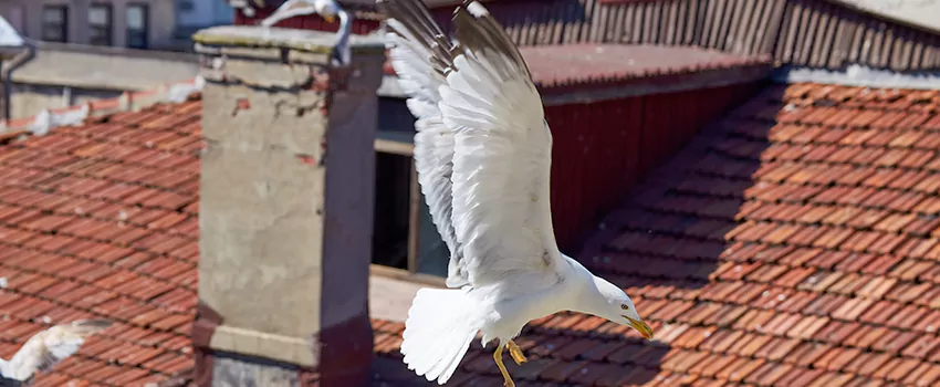 Residential Chimney Animal Removal Solution in Orem, UT